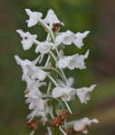 Snowy orchid